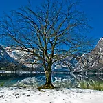 דירה Apartments Lake Bohinj בוהין