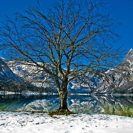 Daire Apartments Lake Bohinj Bohinj